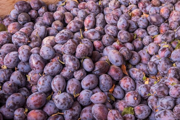 Elsberg Photography & Destination Caldwell