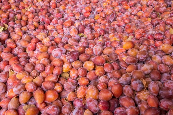 Elsberg Photography & Destination Caldwell