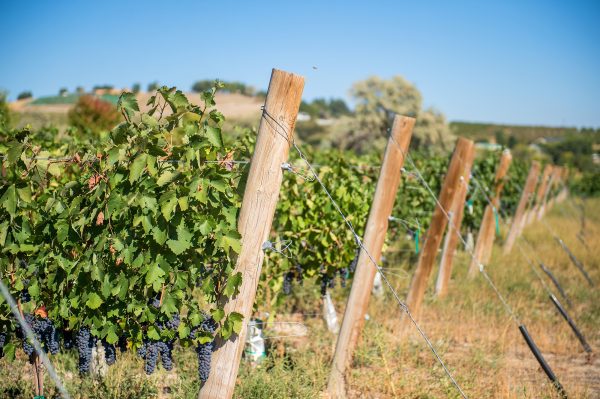 Elsberg Photography & Destination Caldwell