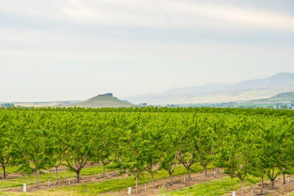 Elsberg Photography & Destination Caldwell